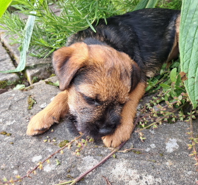 a brown and black border terrier plays in the garden